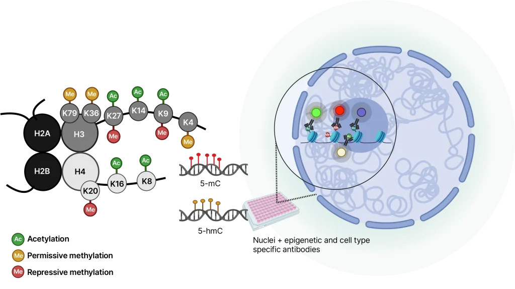 Flow cytometry-based epigenetic profiling